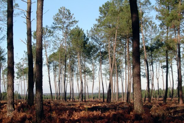 parc naturel régional des landes de gascogne