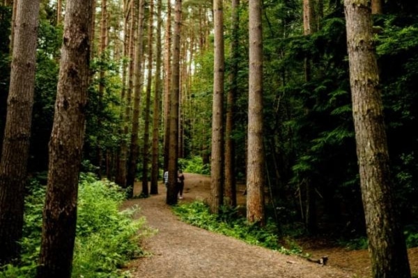 Forêt des Landes, ruisselant de sources miraculeuses