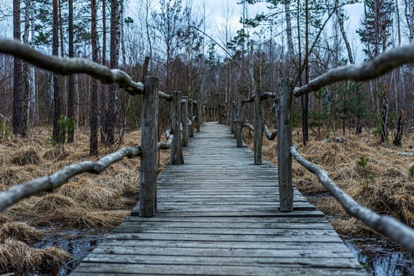 Petite ponton en bois pour une balade dans les Landes