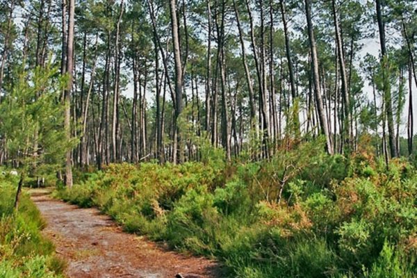 Balade dans les forêts de pins maritimes des Landes